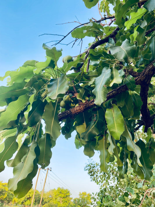 The shea tree: An essential resource for the people of northern Ghana.